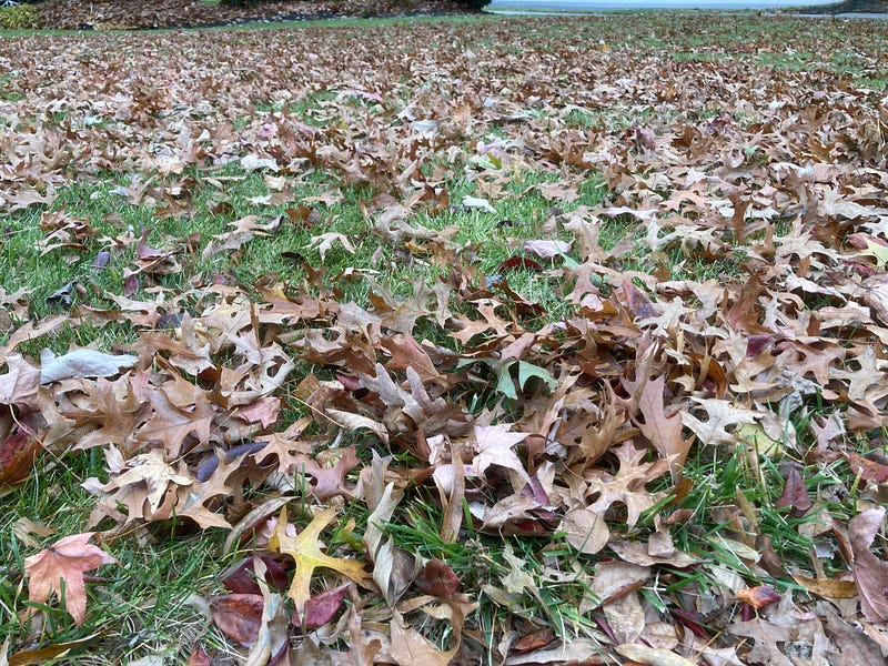 The author's yard in Cherry Hill, New Jersey before composting.