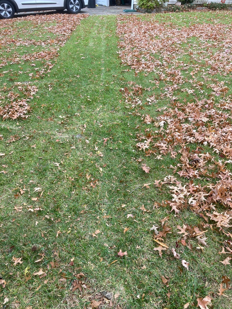 The author mows swathes of dead leaves.