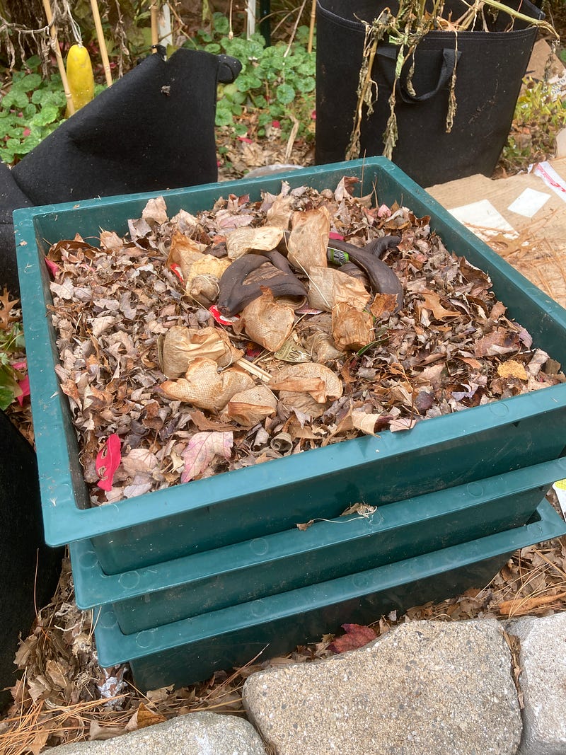 My worm trays are ready to be moved indoors after a successful leaf harvest.