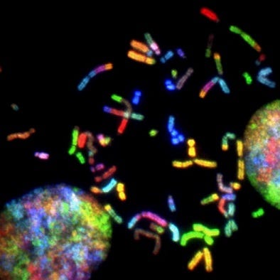 LinearDesign mRNA Optimization